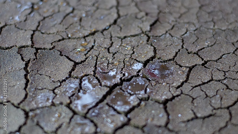 Fototapeta premium Water Drops Fall On Dry Fractured Soil Of Drought