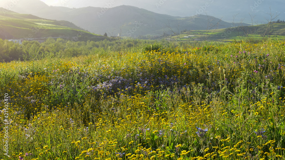 Fototapeta premium field of yellow dandelions