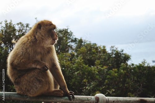 Monkey Sitting On A Tree