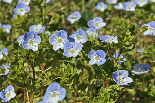 flowering plants of germander speedwell photo