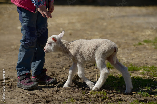 
Little lamb approaching its shepherd