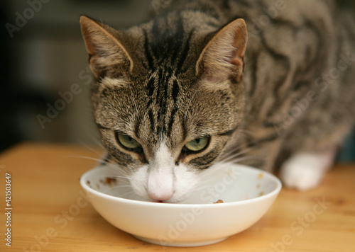 Fototapeta Naklejka Na Ścianę i Meble -  Moggy Cat eating