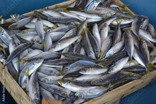 fresh fish at the market 1