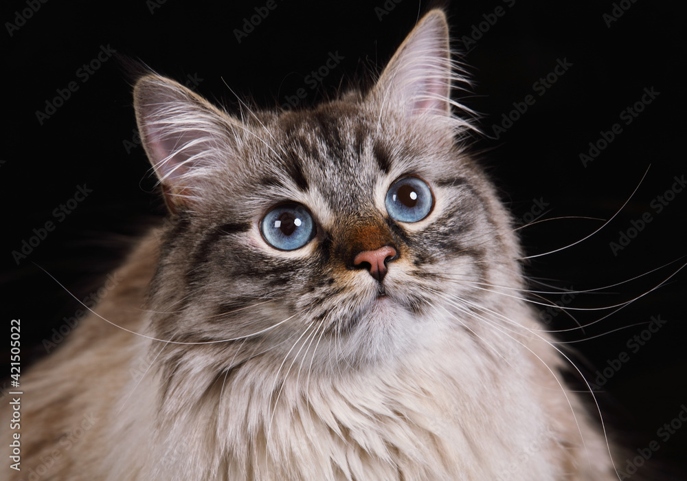 Portrait of a purebred fluffy Siberian cat on a black background
