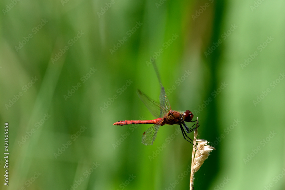 Dragonfly in the nature. Dragonfly in the nature habitat Dragonfly in the nature. Dragonfly in the nature habitat