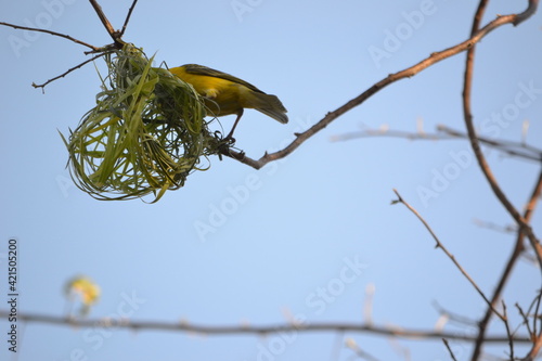 Nest building 2