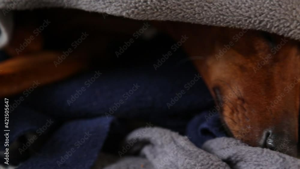 The little dog is asleep. Shooting smooth tracking shot sleeping dog The little dog is asleep. Shooting smooth tracking shot sleeping dog