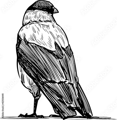 Sketch of back view of large crow standidng and looking photo