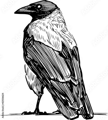 Fotografija Sketch of large crow standidng and looking