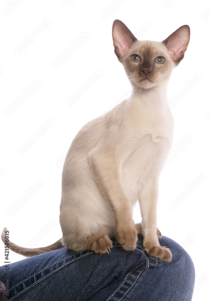 Tonkinese Kitten on owners lap