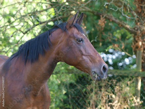 Older Horse Headshot © Nigel Baker