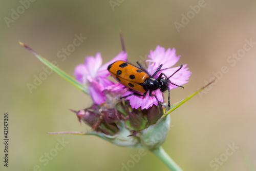 The four-spot blister beetle (lat. Mylabris quadripunctata), of the family Meloidae, and Dianthus andrzejowskianus, of the family Caryophyllaceae. Samara region, Russia. photo