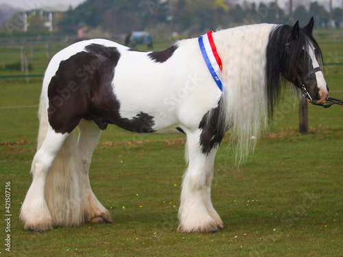 Champion Piebald Pony photo