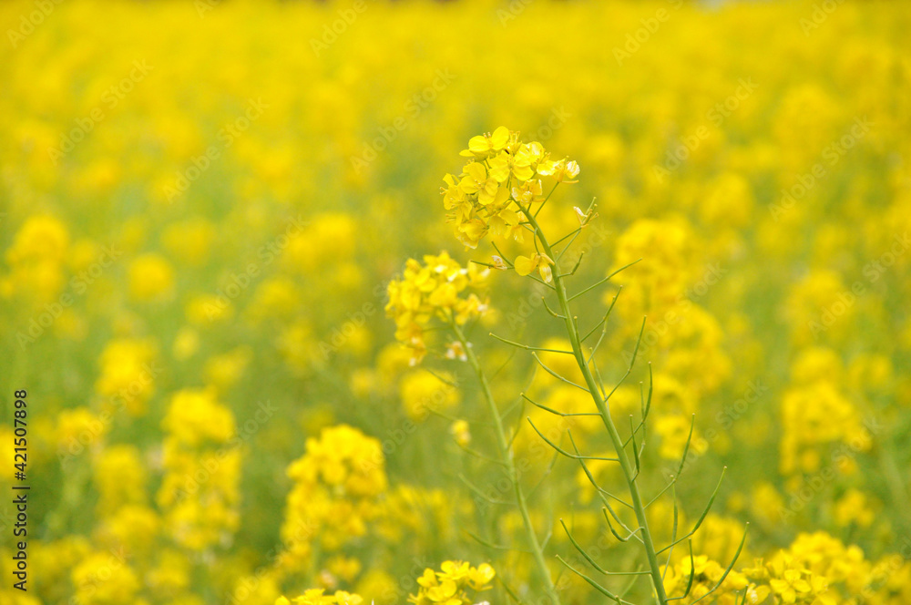 Closeup of Canola Flower (Rapeseed) over blurred yellow canola field Closeup of Canola Flower (Rapeseed) over blurred yellow canola field