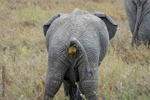 Photography african elephant in the savannah pooing