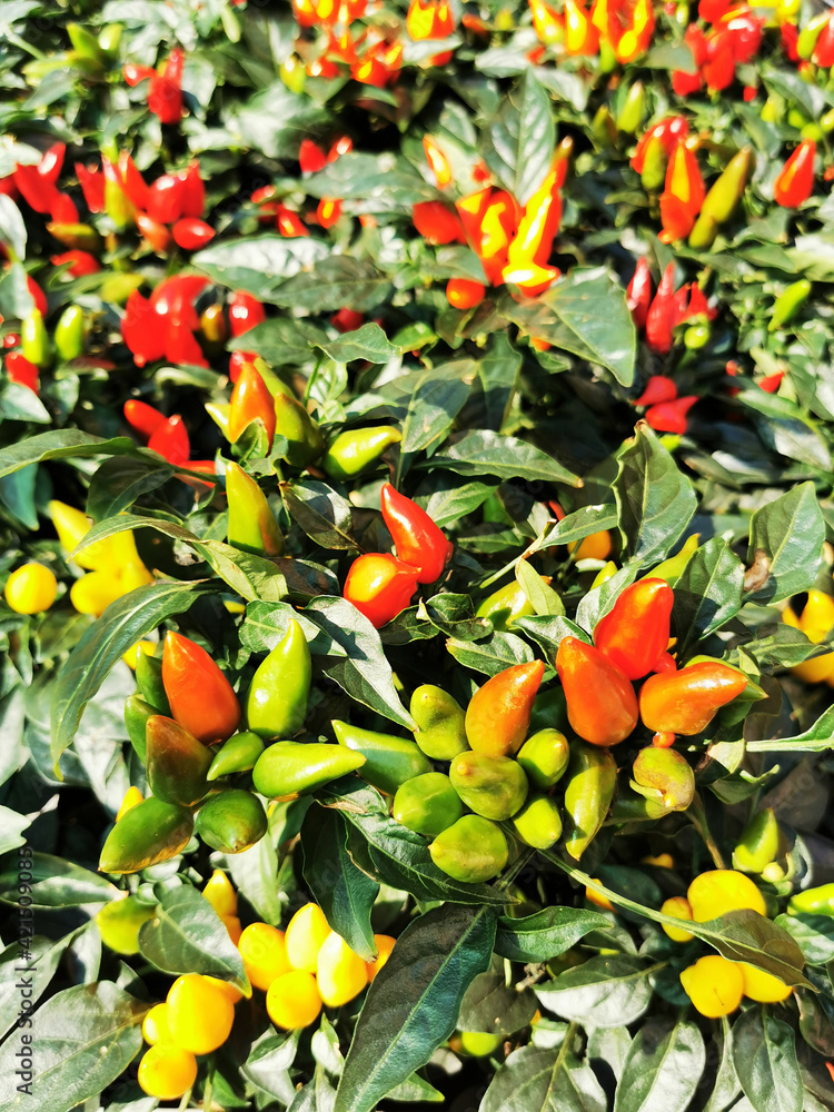 chilli plant texture