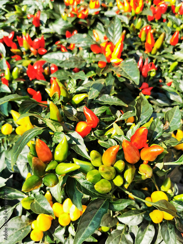 chilli plant texture