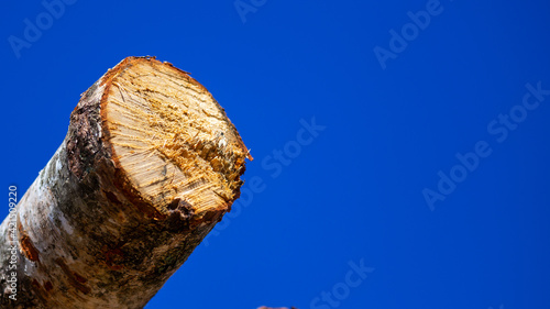 Wooden logs against a deep blue sky. Made on a clear, sunny day.