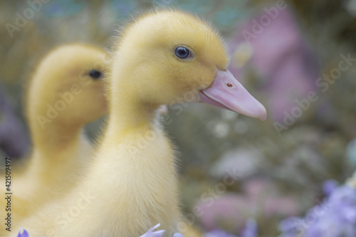 Close-up portrait of little yellow ducklings © Evgeniya Fedorova