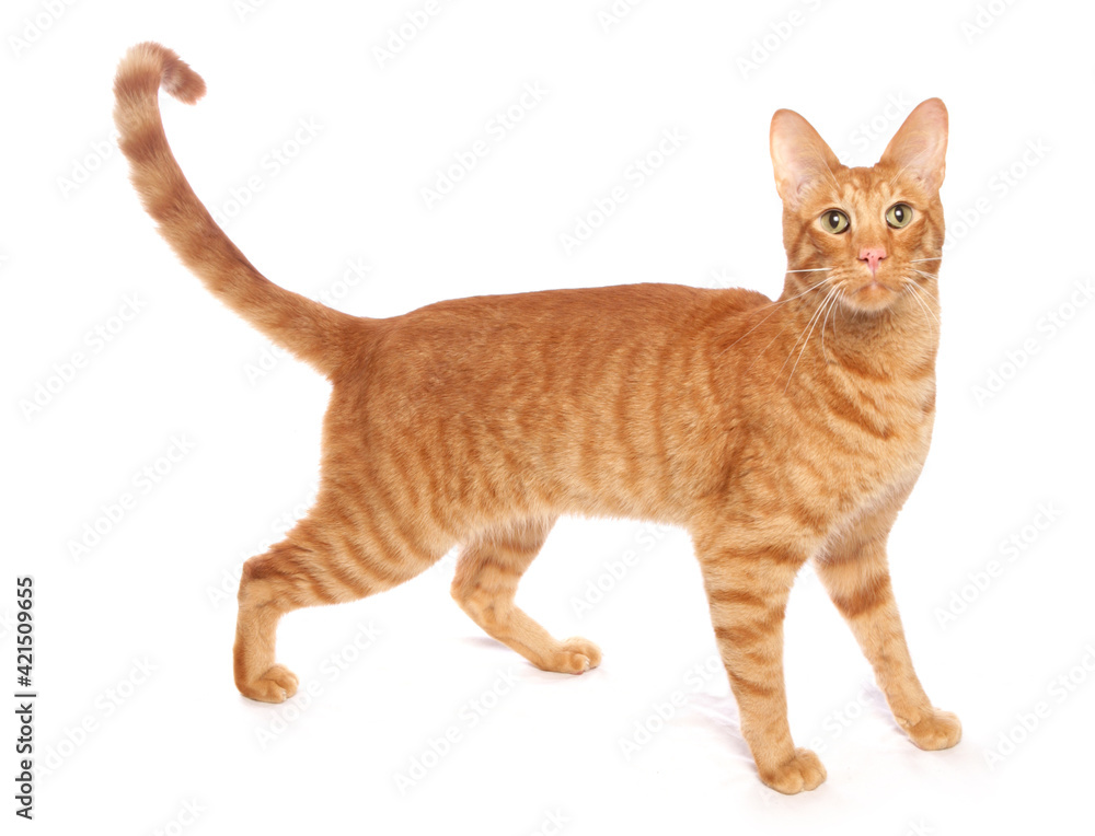 Ginger Cat