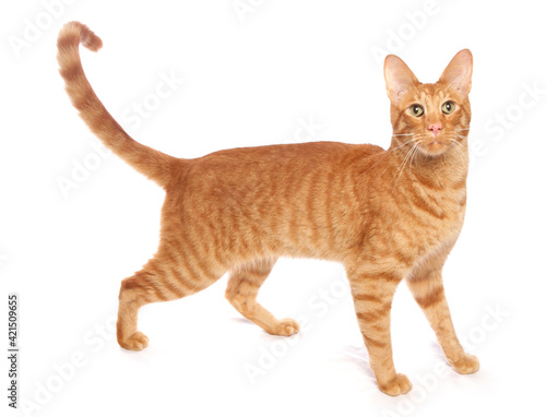 Wallpaper Mural Ginger Cat Torontodigital.ca