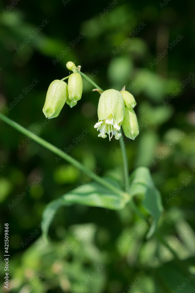 The bladder campion (lat. Silene vulgaris), of the family Caryophyllaceae. The bladder campion (lat. Silene vulgaris), of the family Caryophyllaceae.