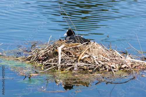 Photography Female Eurasian coot or common coot nesting in the middle of a pond
