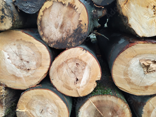 Cut trees of construction wood after deforestation stacked as woodpile show annual rings and the age of trees for lumber and timber industry as sustainable resources on wood log and tree carcass