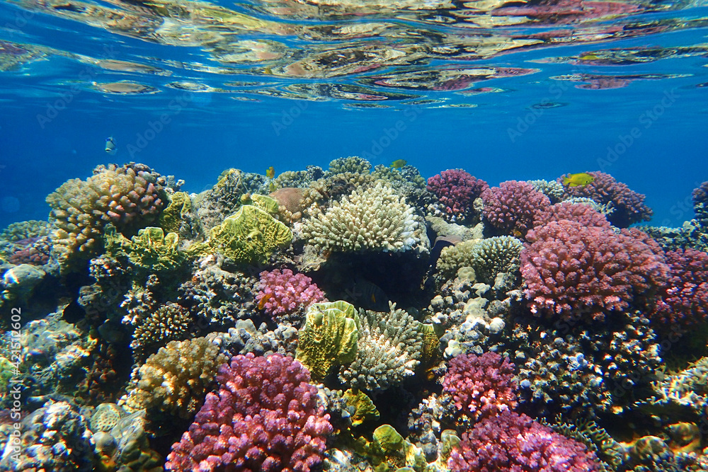Naklejka premium coral sea in the egypt