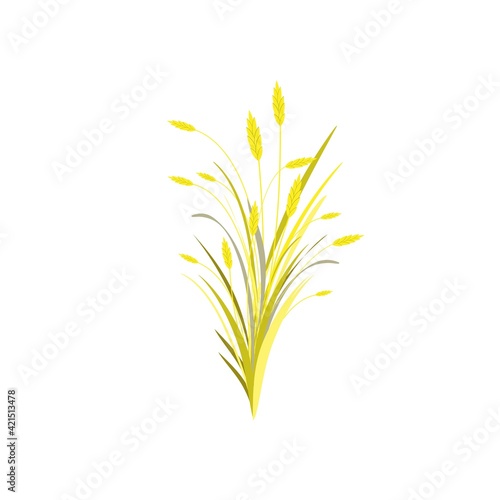 Autumn bouquet with gold ears of wheat, barley or rye and blades of grass isolated on white.