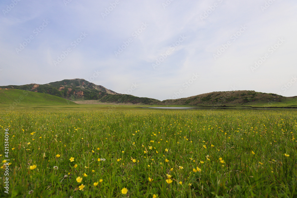 キンポウゲの黄色いじゅうたんが広がる初夏の草千里