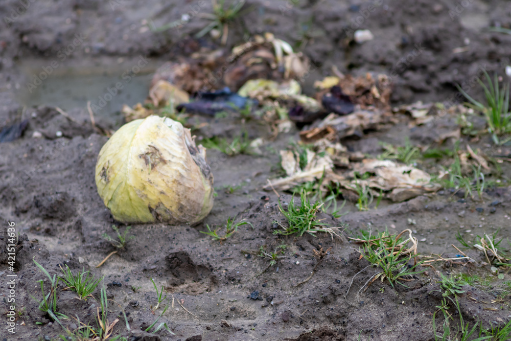 Dying cabbage plants on a cabbage farm show failure of crops and crop