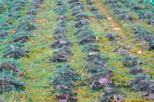 Red cabbage plantation covered by a protective net to keep away vermin and pest from cultivated plants in organic and ecological vegetable field without pesticides or poison and get a rich harvest