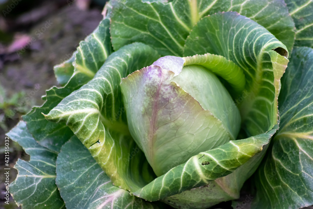 Fototapeta premium Ripening cabbage head field with pointed cabbage as growing of vegetables in organic quality and organic restrictions for healthy nutrition and vegetarian or vegan life style in food and garden style