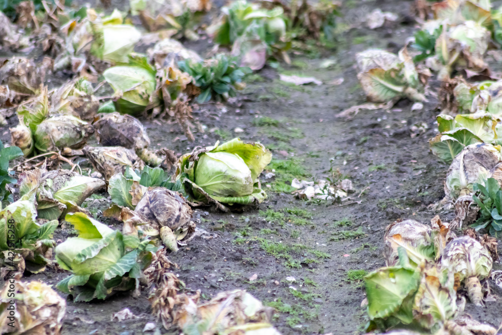 Fototapeta premium Ripening cabbage head field with pointed cabbage as growing of vegetables in organic quality and organic restrictions for healthy nutrition and vegetarian or vegan life style in food and garden style