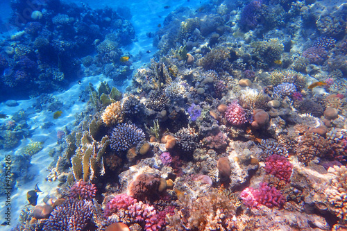 coral sea in the egypt
