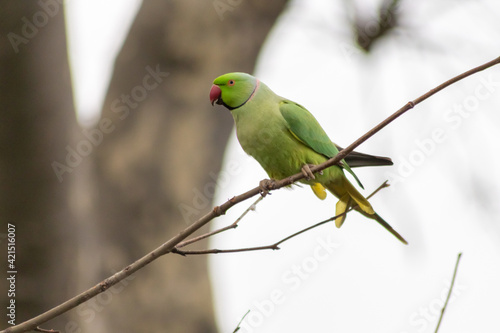 Ring-necked parakeets breeding in a breeding burrow in a tree with nesting hole in a tree trunk to lay eggs for little fledglings with green feathers and a red beak as exotic parrots and exotic birds