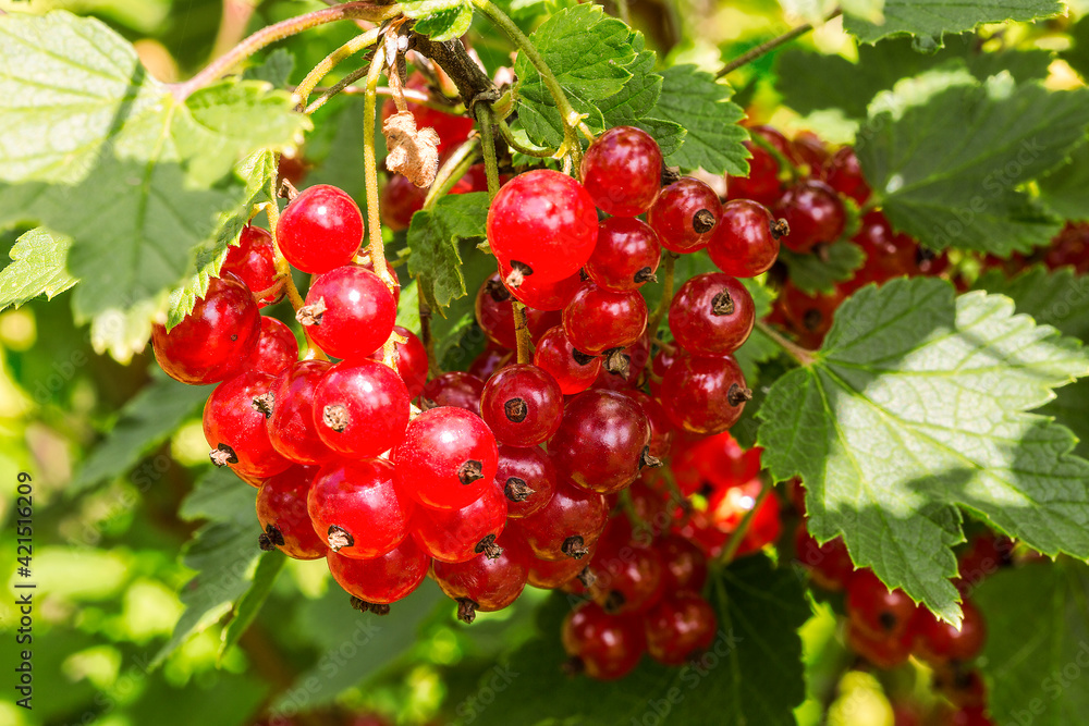 Bush of red currant with red ripe berries Bush of red currant with red ripe berries