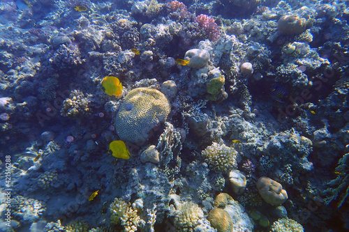 Fototapeta Naklejka Na Ścianę i Meble -  coral sea in the egypt
