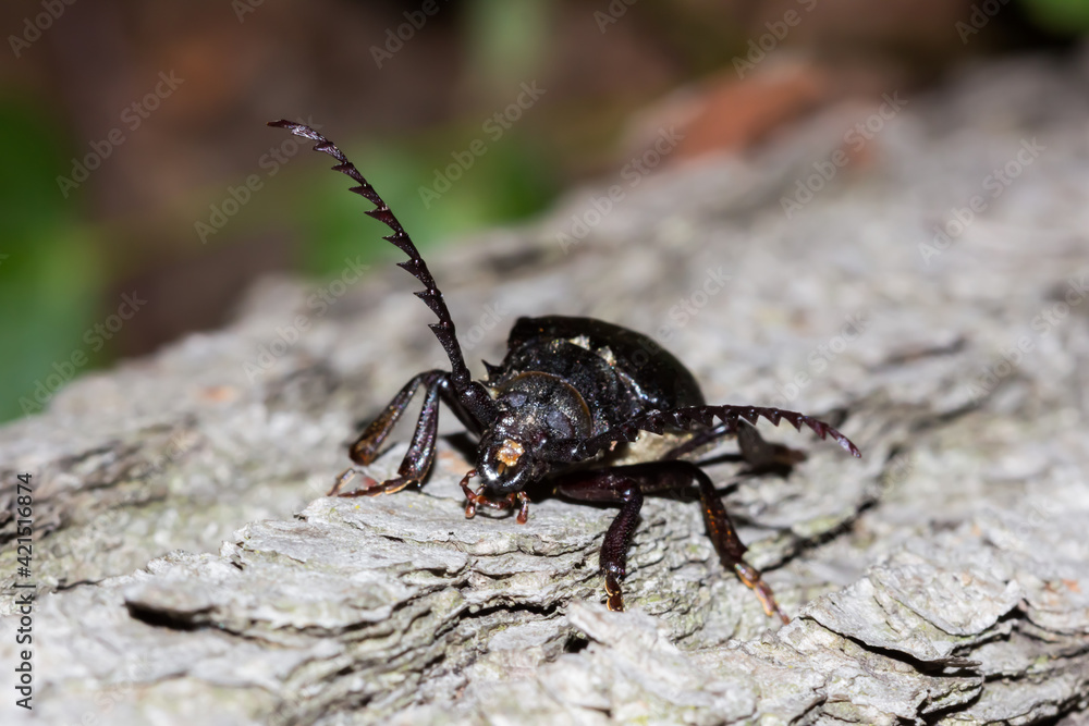 Prionus coriarius (the sawyer), of the family Cerambycidae. Prionus coriarius (the sawyer), of the family Cerambycidae.