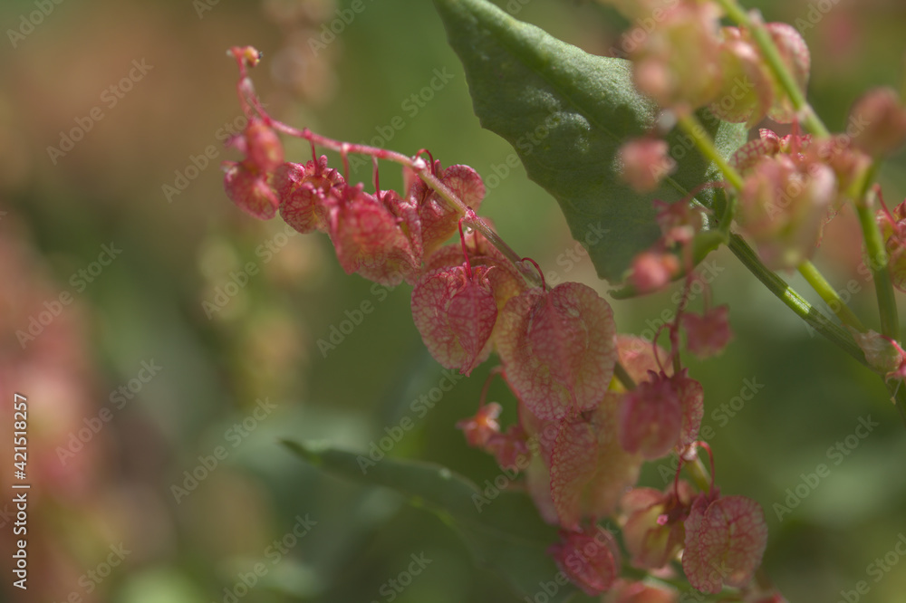 Flora of Gran Canaria - Rumex vesicarius, Ruby dock, natural macro floral background Flora of Gran Canaria - Rumex vesicarius, Ruby dock, natural macro floral background