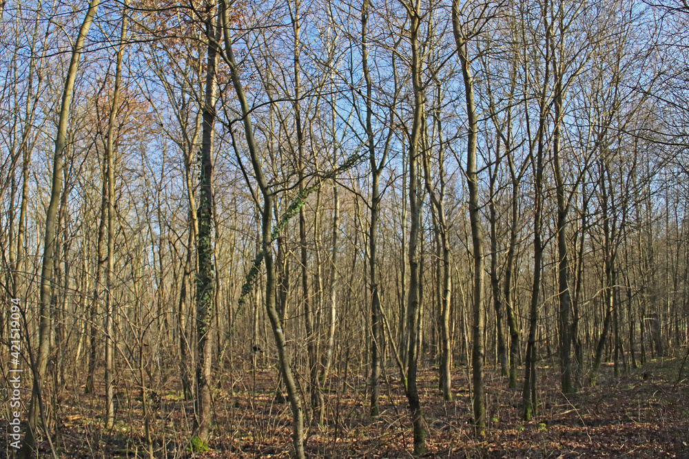 herbstlicher Laubwald