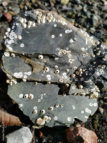 Vertical shot of rocks on the shore with lichen photo