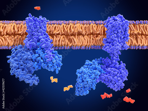 G proteins mediate cell signaling photo