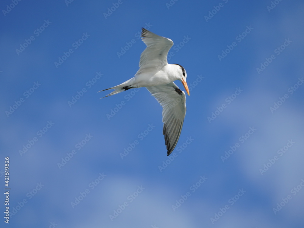 seagull hovering in sky for a fish