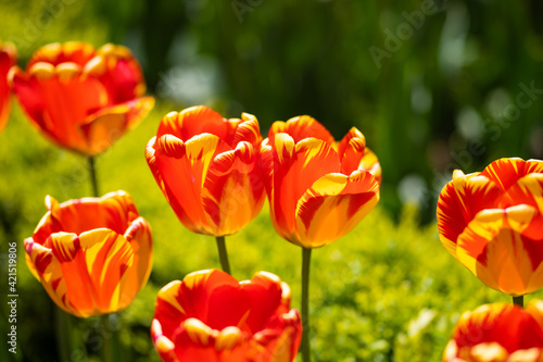 Beautiful Red Tulips, Darwin Hybrid Red Tulips in a flowerbed © filin174