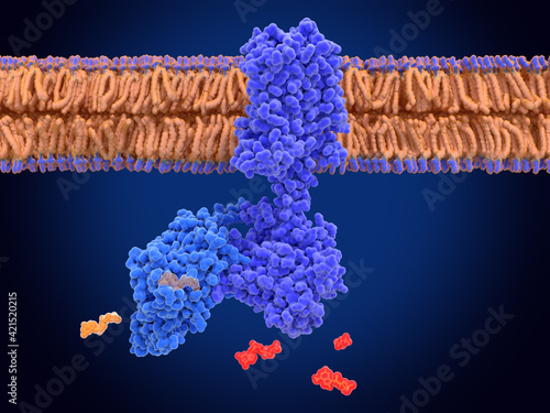 Signal transduction, adenylyl cyclase coupled to a G alpha protein photo
