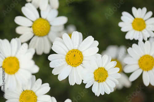Flora of Gran Canaria -  Argyranthemum, marguerite daisy endemic to the Canary Islands
 photo