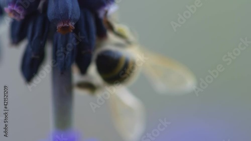 Honey Bee on a flower slow motion Red Dragon camera MACRO footage. Flower nectar and bee.