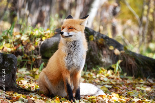 fox looking out through the trees in the mystical forest in autumn © filin174